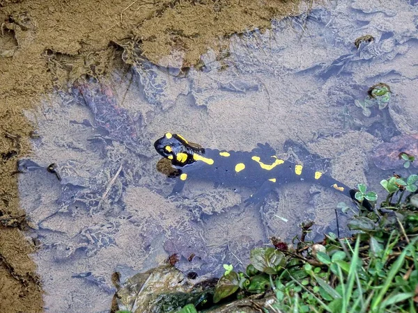 Ateş Salamander / Salamandra Salamandra orman Alpleri'nde bahar yakınındaki akışı Mart 2018