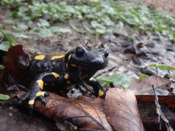 Ateş Salamander / Salamandra Salamandra orman Alpleri'nde bahar yakınındaki akışı Mart 2018