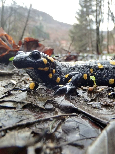 Ateş Salamander / Salamandra Salamandra orman Alpleri'nde bahar yakınındaki akışı Mart 2018