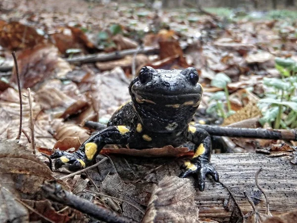 Ateş Salamander / Salamandra Salamandra orman Alpleri'nde bahar yakınındaki akışı Mart 2018