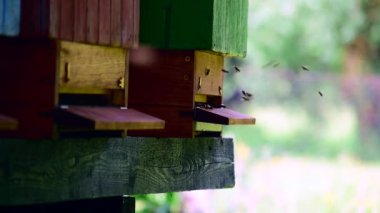Fazla arı arı kovanı uçan closeup görünümü