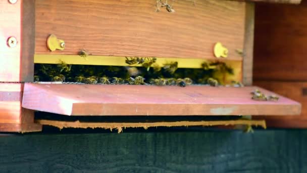 Vista de cerca de muchas abejas volando alrededor de la colmena — Vídeos de Stock