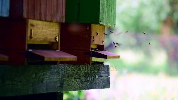 Vista de cerca de muchas abejas volando alrededor de la colmena — Vídeo de stock