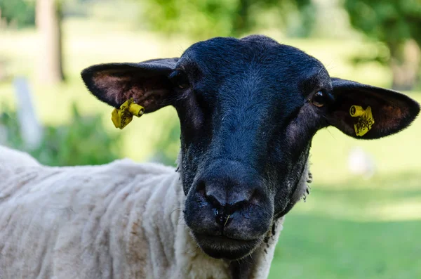 Cabeza negra de oveja, retrato — Foto de Stock