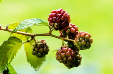 Ahududu, olgunlaşmamış meyve büyüyen