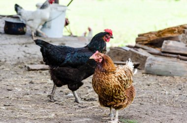 İki tavuk kirli yere yürüme