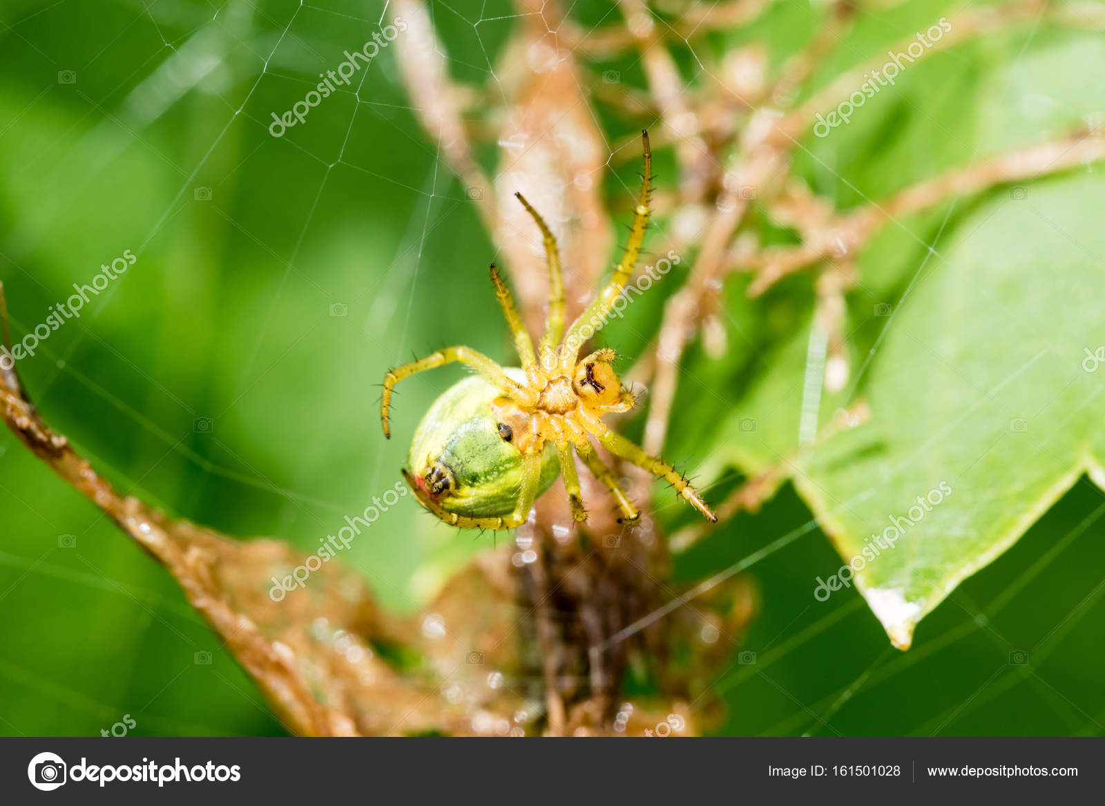 Cucumber Green Spider Poisonous A Small Green Spider Stock