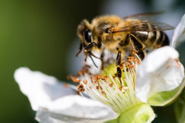Beyaz çiçek pollinating Avrupa arı