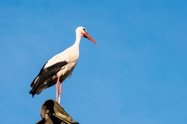 Çatıda oturan güzel leylek