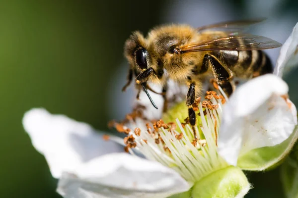 Beyaz çiçek pollinating Avrupa arı