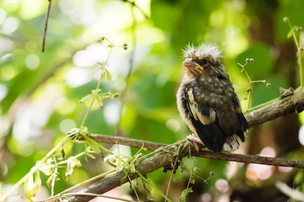 Young bird of the cuckoo sitting on a branch in a forest. — Stock Photo, Image