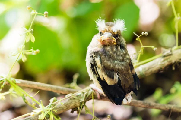 Młody ptak kukułka, siedząc na gałęzi w lesie. — Zdjęcie stockowe