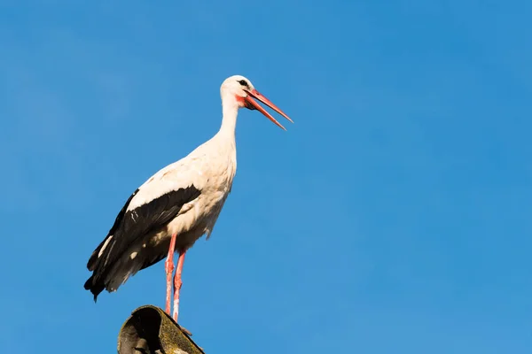 Belle cigogne assise sur le toit — Photo