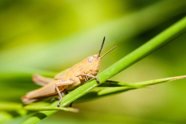 çimenlerin üzerinde oturan çekirge