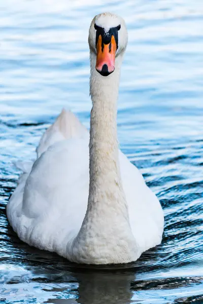 Svan på en damm — Stockfoto