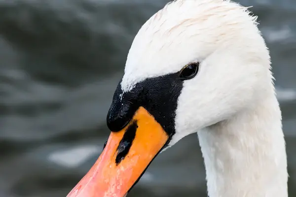 Retrato de cisne jovem — Fotografia de Stock