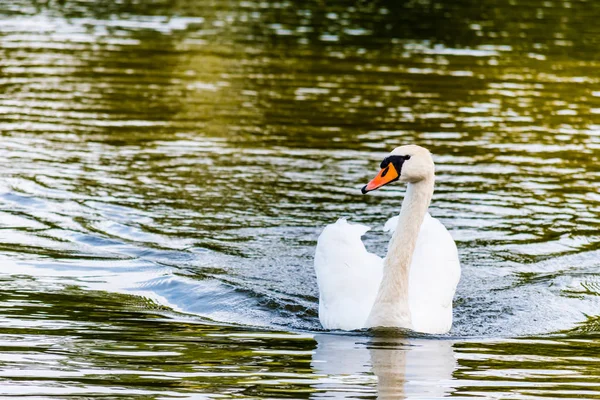 Svan på en damm — Stockfoto