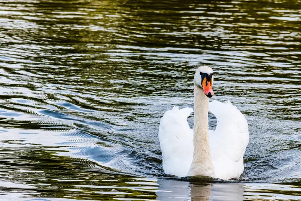 Лебедь на пруду — стоковое фото
