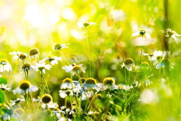 Flores de manzanilla a la luz del sol —  Fotos de Stock