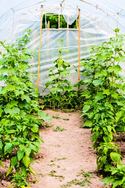 Pflanzen im Gewächshaus anbauen — Stockfoto