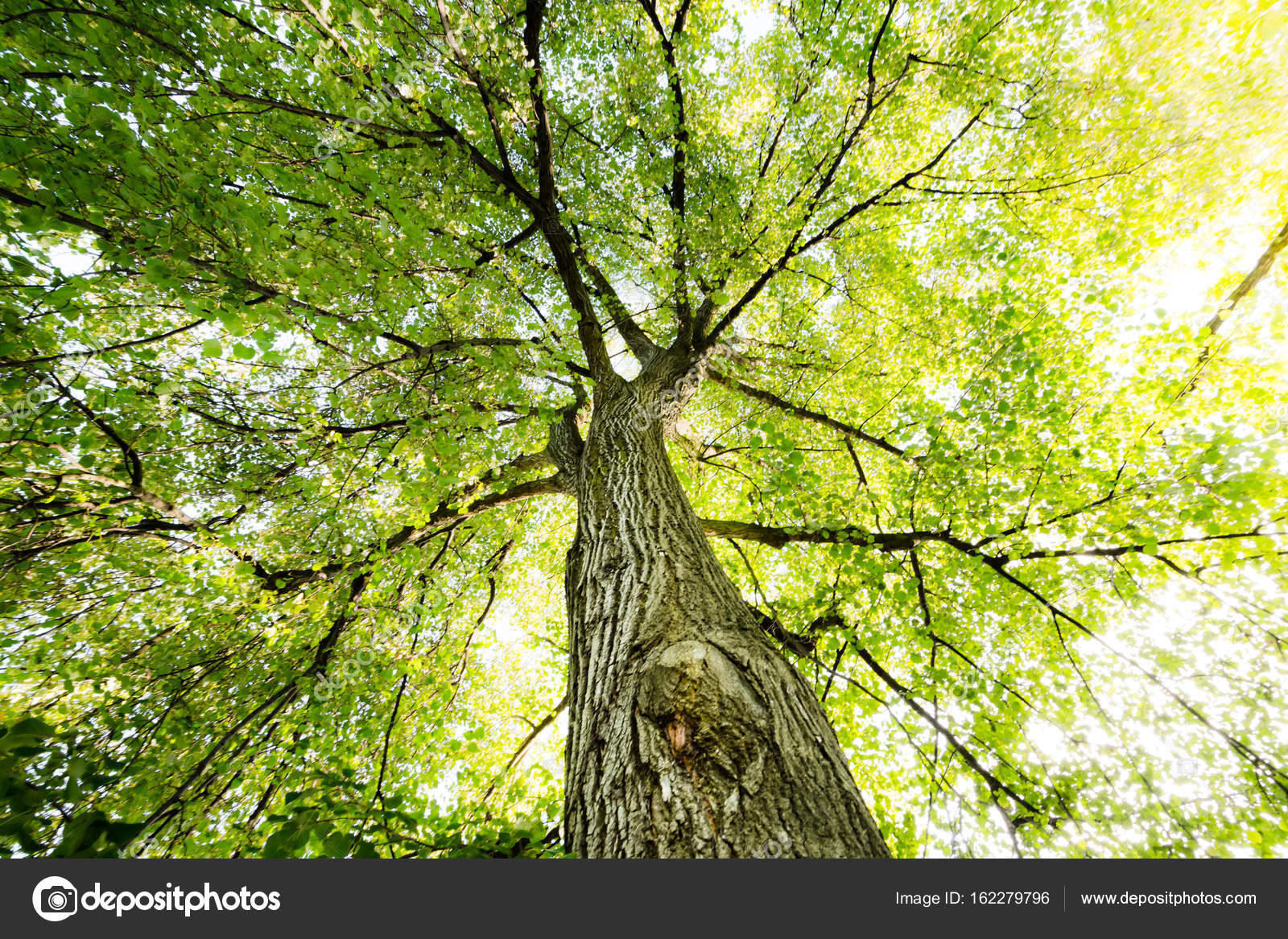 a tree is nice a tree is nice