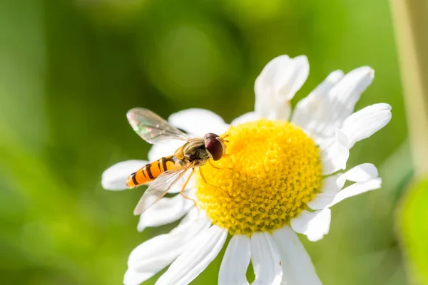 Küçük eşek arısı sadece küçük çiçek indi — Stok fotoğraf