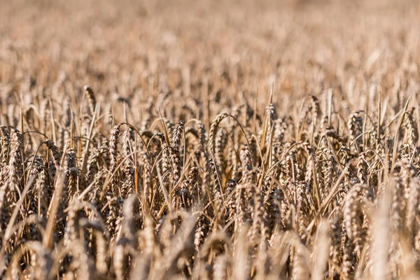 Campo maduro de trigo al final del verano —  Fotos de Stock