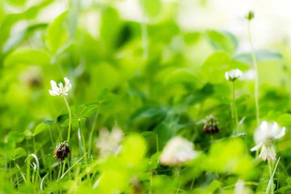 Nice green meadow with green grass — Stock Photo, Image