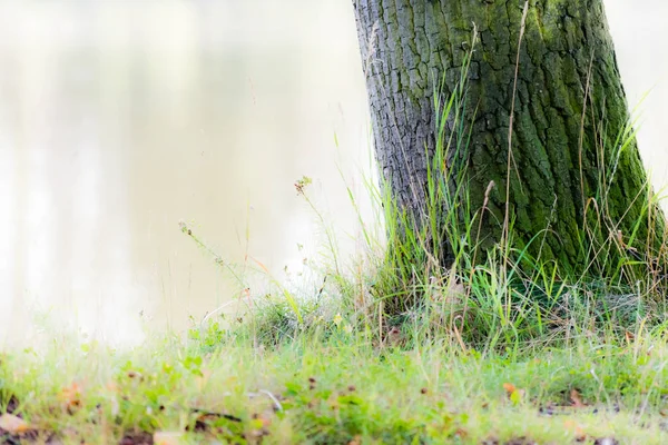 Fantasie sieht alten großen Baum — Stockfoto