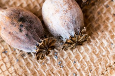 Makro fotoğraf haşhaş başkanları ve haşhaş tohumu