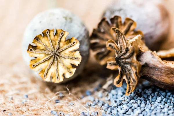 Makro fotoğraf haşhaş başkanları ve haşhaş tohumu