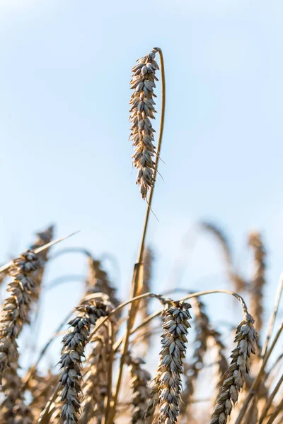 밀밭에 원시 밀 — 스톡 사진