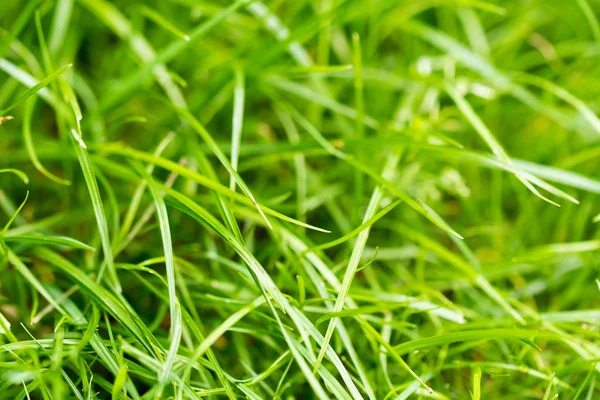 Closeup of green fresh grass — Stock Photo, Image