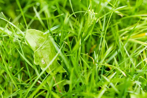 Gros plan d'herbe fraîche verte — Photo