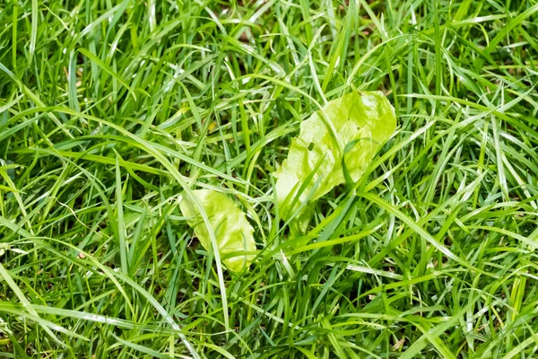 Closeup of green fresh grass — Stock Photo, Image