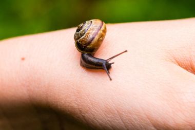 Küçük sevimli salyangoz yandan tarama