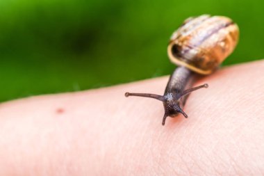 Küçük sevimli salyangoz yandan tarama