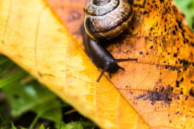 Sarı sonbahar yaprak üzerinde sürünen küçük sevimli salyangoz
