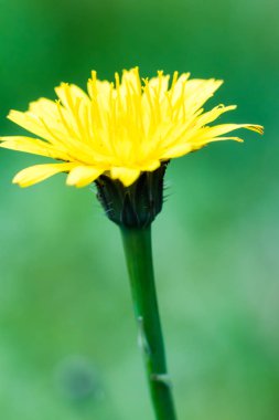 Karahindiba güzel ağaçları closeup