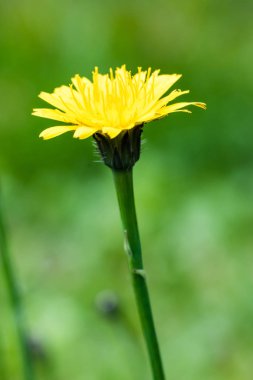 Karahindiba güzel ağaçları closeup