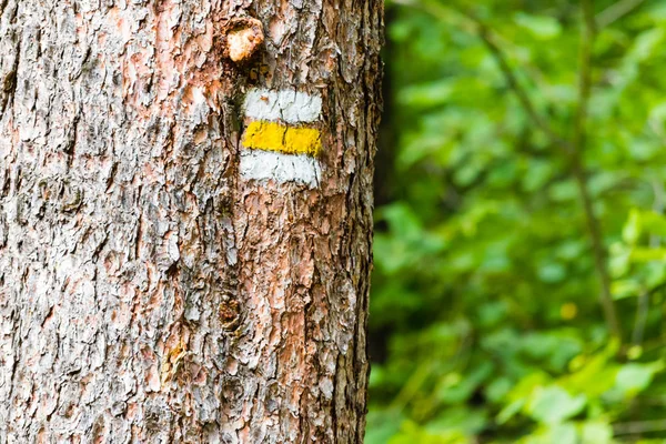 Ağaç üzerinde sarı turistik işareti