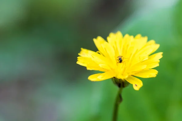 タンポポの素敵な花のクローズ アップ — ストック写真