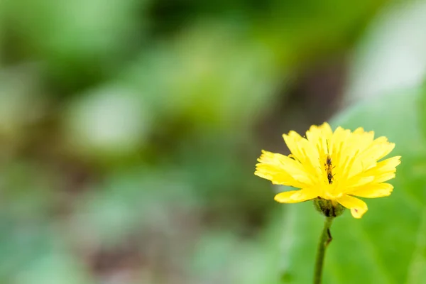 タンポポの素敵な花のクローズ アップ — ストック写真