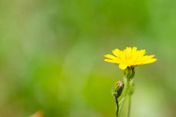 Primer plano de la flor de diente de león —  Fotos de Stock