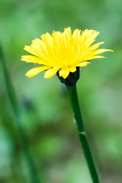 Närbild av fin blomma av maskros — Stockfoto