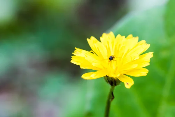 タンポポの素敵な花のクローズ アップ — ストック写真