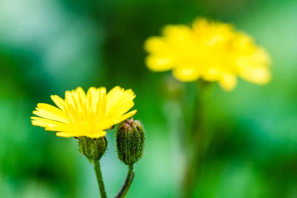 Primer plano de la flor de diente de león —  Fotos de Stock