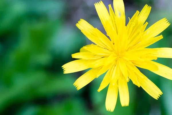 タンポポの素敵な花のクローズ アップ — ストック写真