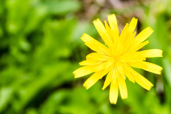 タンポポの素敵な花のクローズ アップ — ストック写真