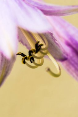 Stamens güzel çiçek (çan çiçeği)